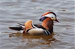 Detail of the mandarin duck