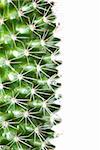 cactus closeup isolated on white background