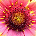 red yellow orange blanket flower close up macro