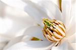 White magnolia flower pistils detail in spring blooming