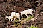 Three mountain goats moving down from a cliff to some grazing area. The mountain goat (Oreamnos americanus), also known as the Rocky Mountain Goat, is a large-hoofed mammal found only in North America. It resides at high elevations and is often seen on cliffs that predators cannot reach.