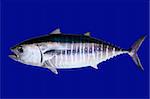 Bluefin tuna isolated on blue background real fish Thunnus thynnus