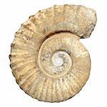 fossil spiral snail stone real ancient petrified shell isolated on white