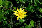 yellow flower on the green grass background