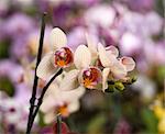 White orchid with pink spots