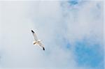 An image of a seagull in the sky