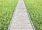 pathway to Green rice field in Thailand