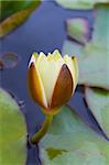 image of a yellow water lily among green leaves