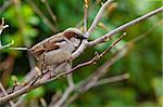 A brown sparrow sitting on a branch