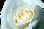 macro image beautiful close up white  rose