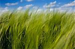 green wheat field and blue cloudy sky / summer / selective focus