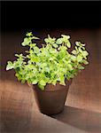 Oregano herb plant potted in a clay pot.