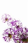 Beautiful Allium / abstract  composition on white background