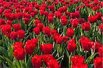 beautiful red tulips in the Noordoostpolder, Netherlands