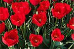 beautiful red tulips in the Noordoostpolder, netherlands