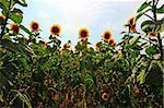 Close-up Of The Big Sunflower In a Field