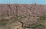 Plantation of Flowering Almond in Early Spring in Spain