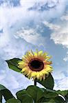 a tall sunflower against a beautiful blue cloudy sky