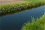 small ditch in agrcultural landscape in the netherlands