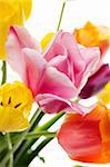 Many beautiful colored tulip in a bouquet is displayed in white