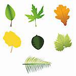 Collection leaves. Elements for design. Vector illustration.