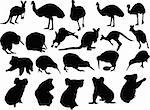animals of australia collection - vector