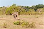 Large Wild Male Elephant in national park; Sri Lanka