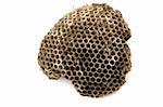 part of wasp nest isolated on  the white background