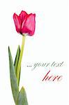 Fresh red tulip isolated over white with place for your text