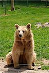 Brown Bear sitting in the zoo