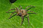 wolf spider rest on the leaf surface