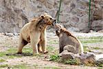 Two Brown Bears fighting  in the zoo