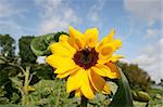 Brilliant sunflowers in summer