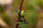 A macro with a green cricket on a flower