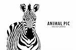 vector zebra with place for text