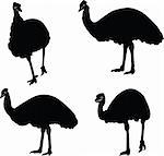 emu collection - vector