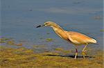 orange heron ardeola walking in the marsh