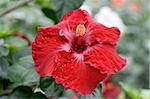 Chinese hibiscus in a garden