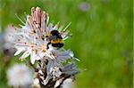 Bumblebee on a white flower