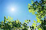 tree with green leaves on a summer day