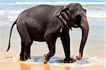 The elephant on the beach. Sri Lanka (Ceylon)