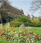 Spring In Paris, Garden blooming tree with tulips