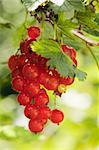 Cluster of a red currant on a branch
