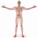 translucent human body with visible bones. isolated on white.