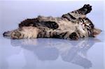 close-up portrait of a lying playful striped kitten