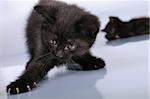 black kittens playing together