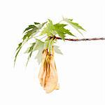 Spring branch of a silver maple (Acer saccharinum) with a cluster of samaras isolated on white