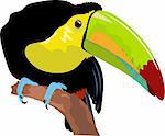 Toucan. Vector illustration isolated on white background