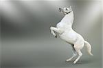 Photo of a white horse rearing isolated