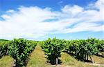 Vineyard in south of Portugal.